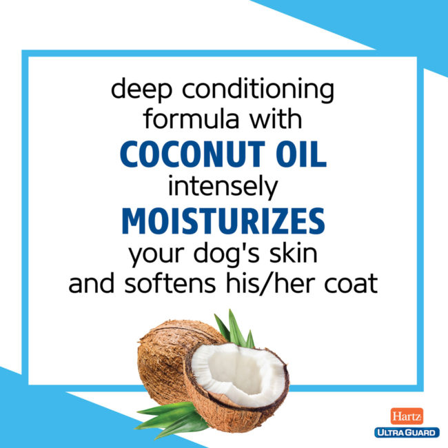 Hartz UltraGuard flea and tick conditioning shampoo with coconut oil.