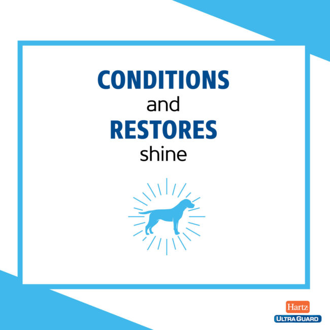 flea shampoo for dogs conditions and restores shine.