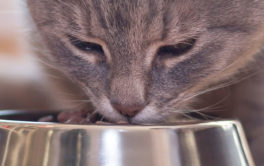 A domestic cat with a nutritional diet, eating from their bowl
