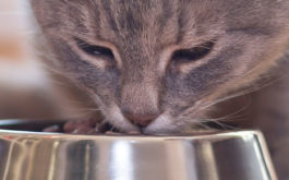 A domestic cat with a nutritional diet, eating from their bowl