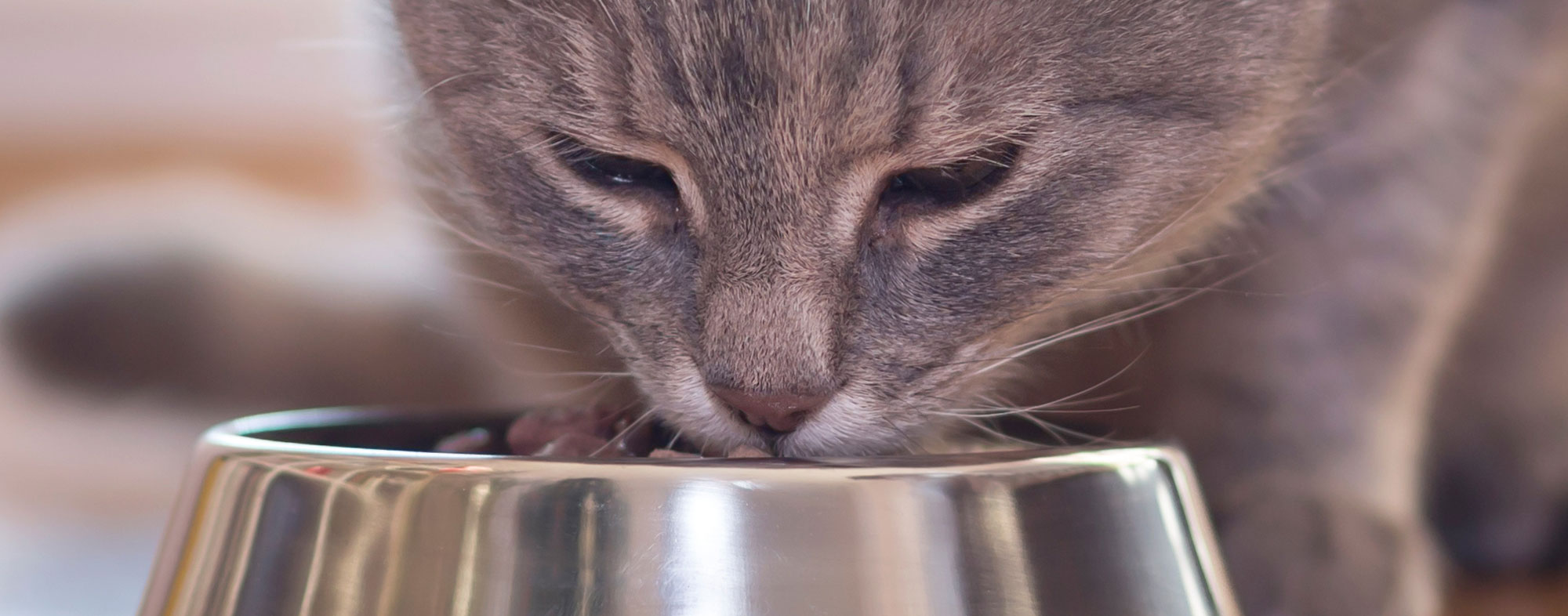 A domestic cat with a nutritional diet, eating from their bowl