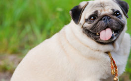 An overweight pug who may be at risk for arthritis and heart disease