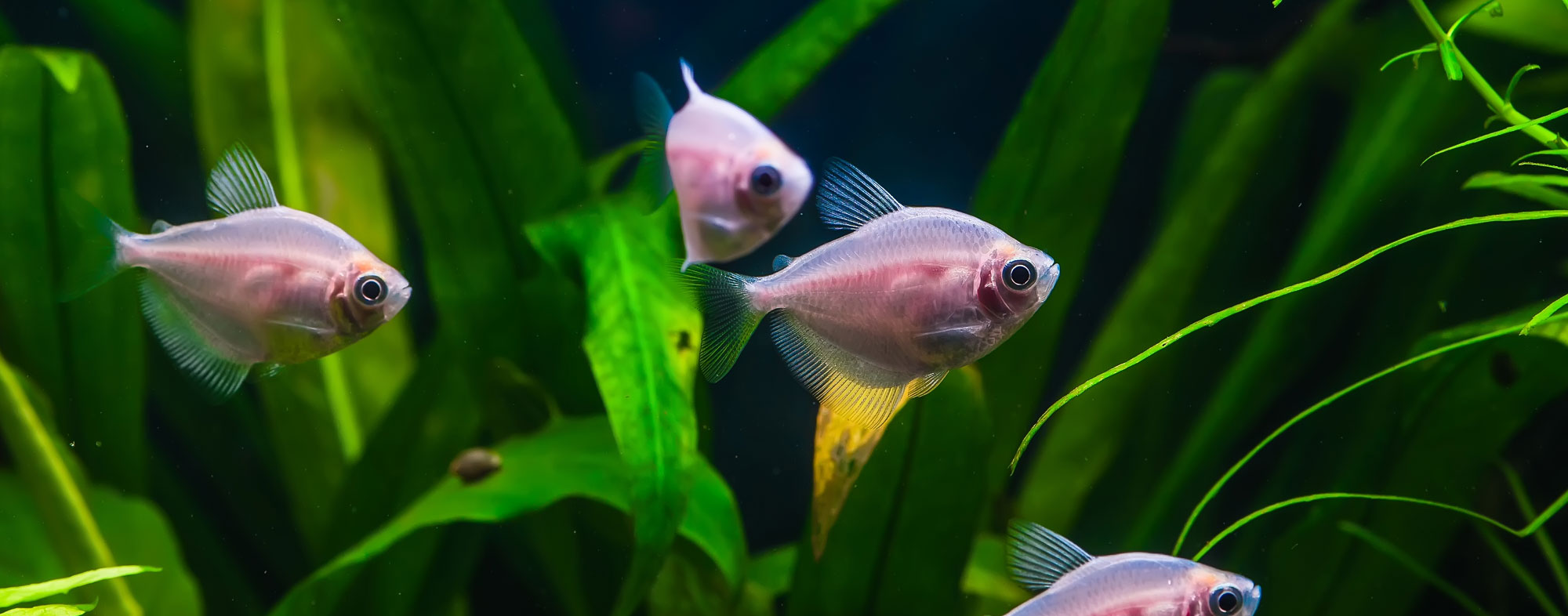A group of small purplish fish swimming in a freshwater aquarium