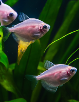 Swimming in a freshwater aquarium with live plants, pet fish thrive