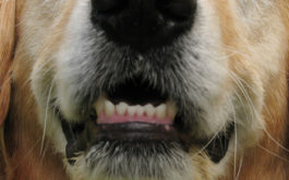A dog with a clean set of teeth, free from any oral diseases like plaque