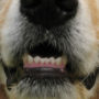 A dog with a clean set of teeth, free from any oral diseases like plaque