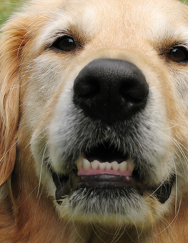 Dog with clean teeth that regularly receive a brushing at the vet's office