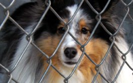If your dog has kennel cough, you should isolate them from other dogs