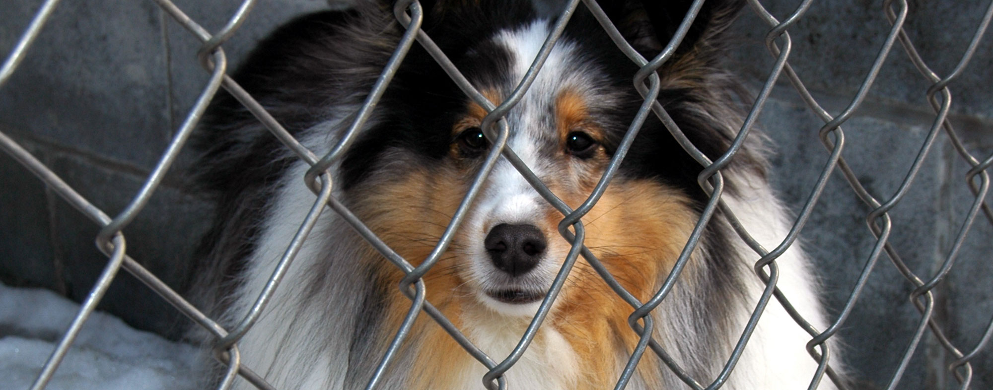 If your dog has kennel cough, you should isolate them from other dogs