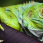 A pet iguana with bright green skin resting on the edge of his cage