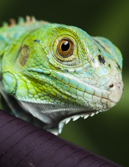 Pet reptile with brown-orange eyes and a black reflective pupil