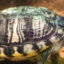 Pet turtle wearing a shell arrayed with patterns white, black, and yellow