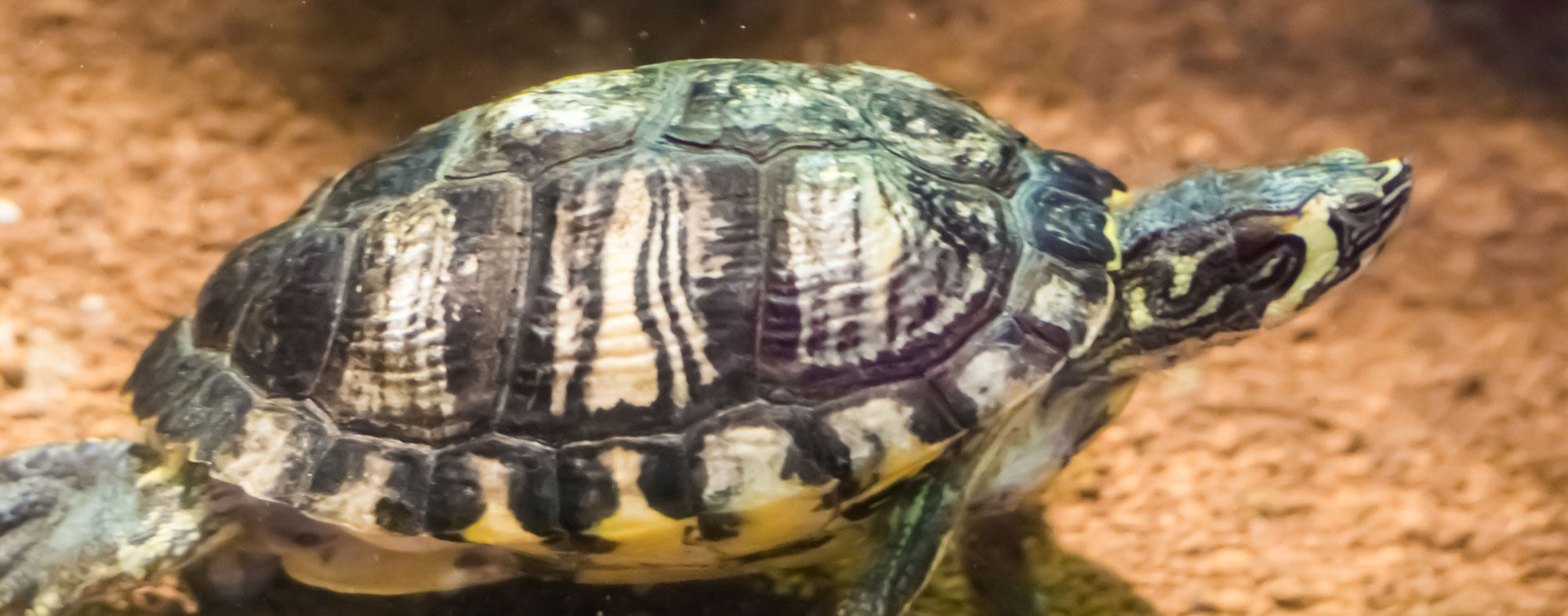 Pet turtle wearing a shell arrayed with patterns white, black, and yellow