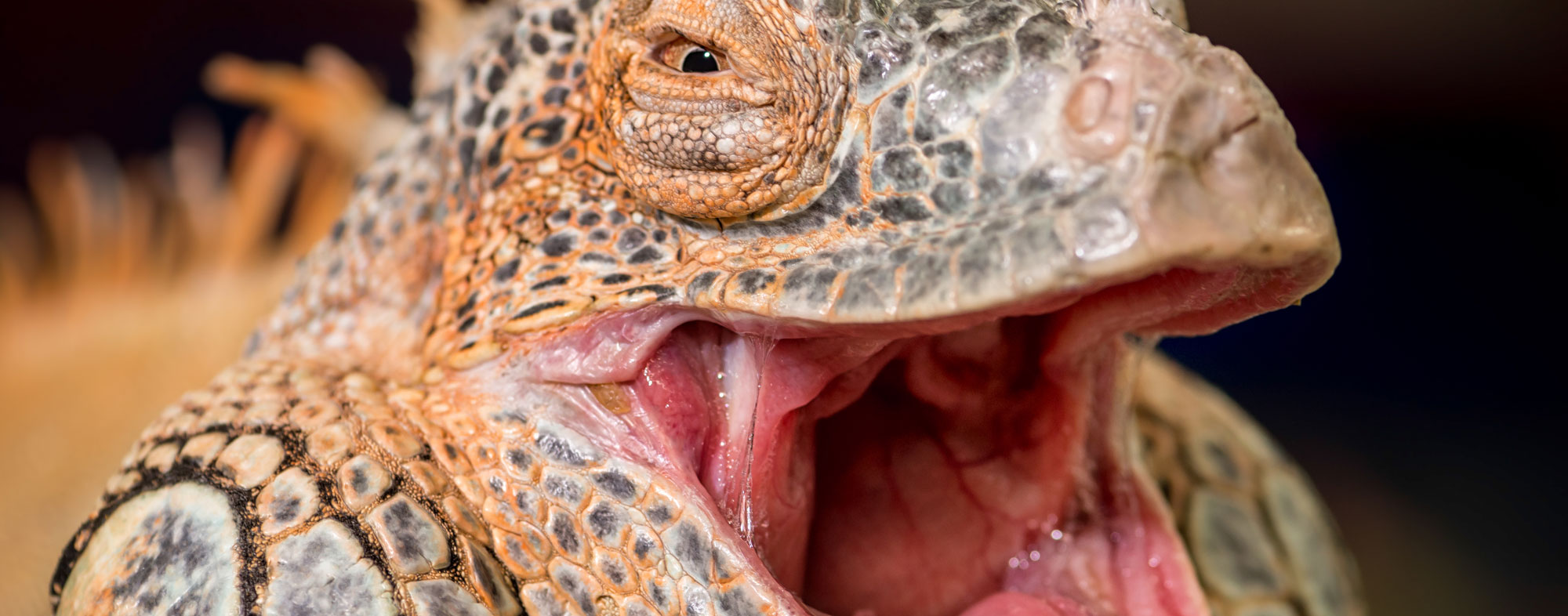 The fleshy insides of a pet reptile's mouth visible, no signs of rot