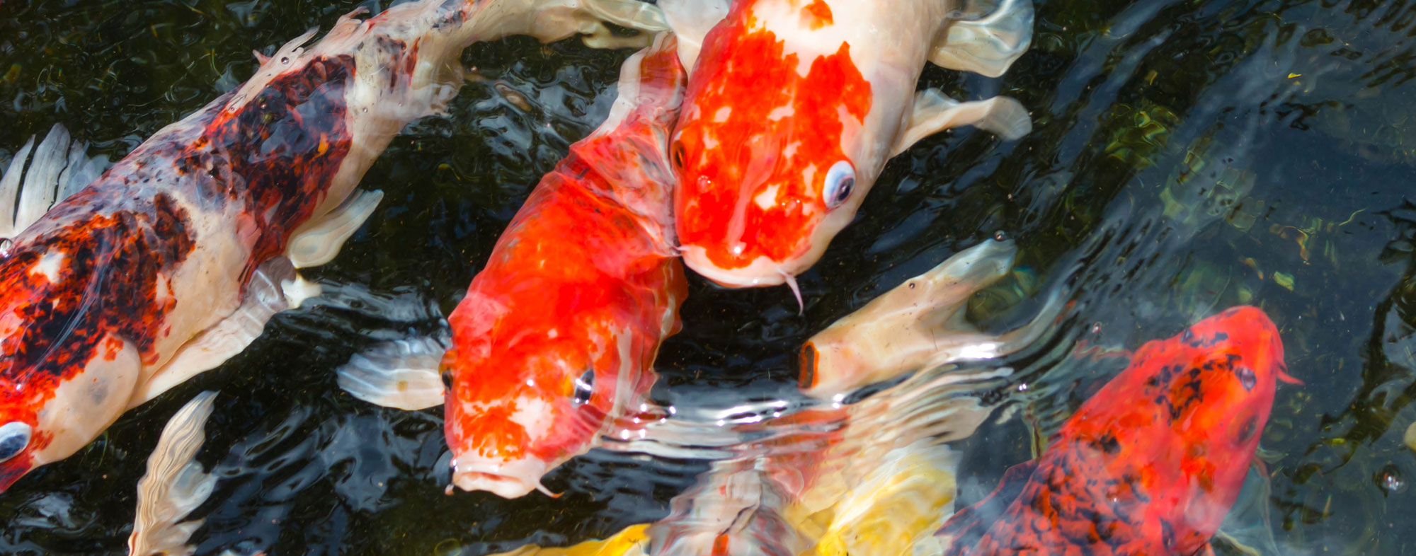 A school of pet fish in an outdoor pond, gathering to feed on food
