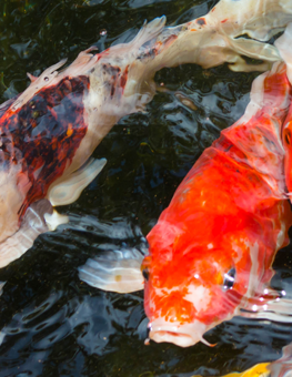 Pair of pet fish at the water's surface of an outdoor pond, ready to eat