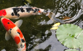 After being treated for pH, outdoor pond serves as home for exotic fish