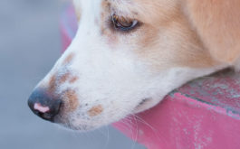 Weary dog who may be suffering from a case of the canine flu