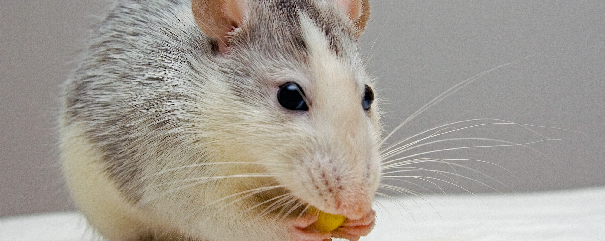 Knowing What To Feed Your Pet Rats And Mice Hartz,Learn How To Crochet Online