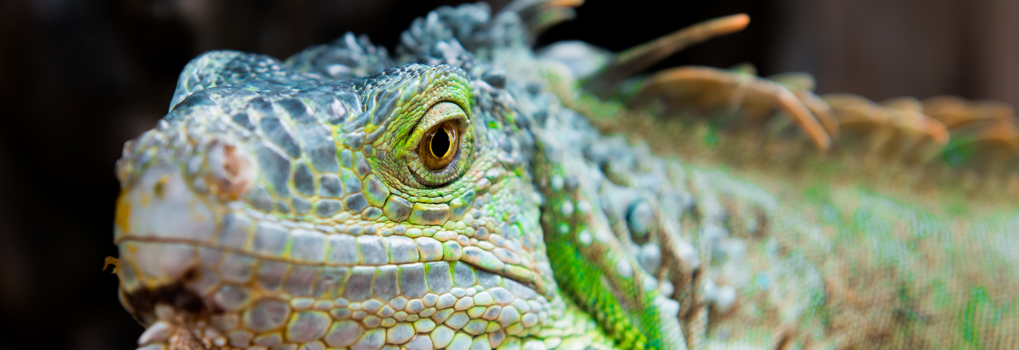 Reptiles in the Classroom - Hartz