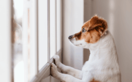 Caring for your dog when you're away