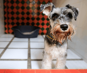 Caring for Your Dog When You’re Away
