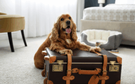 Paws On the Go: Pet Friendly Travel