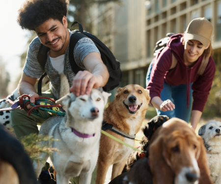 Caring for your dog when you're away