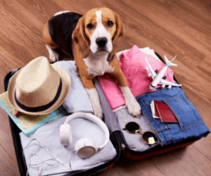 A dog sits in a suitcase packed for a dog-friendly vacation