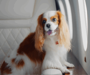 Paws On the Go: Pet Friendly Travel