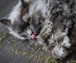 A cat enjoying catnip.