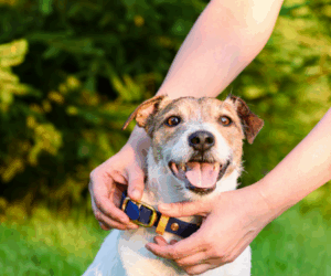Check that your dog's collar has up-to-date identification.