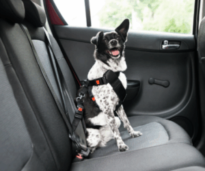 Dog car safety