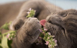 The Joys of Catnip