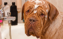 Massive dog covered in wet shampoo, being bathed in a bathtub