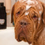 Massive dog covered in wet shampoo, being bathed in a bathtub