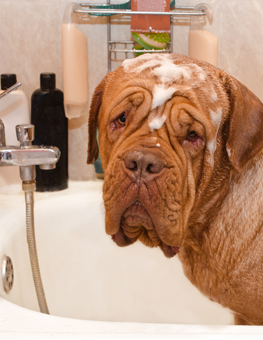 Large dog bathing in a bathtub, acclimating to the water's temperature