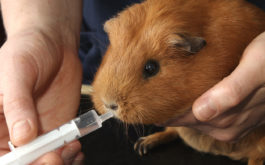 Pet hamster ingesting necessary vitamins and nutrients at the vet's office