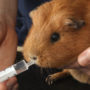 Pet hamster ingesting necessary vitamins and nutrients at the vet's office