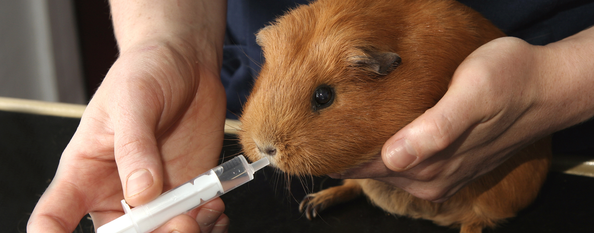 Pet hamster ingesting necessary vitamins and nutrients at the vet's office