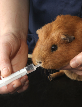 A chonky hamster being held by vet and fed by syringe at the office