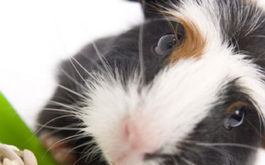 Black-white and brown furred pet guinea pig, eating a supply of seeds