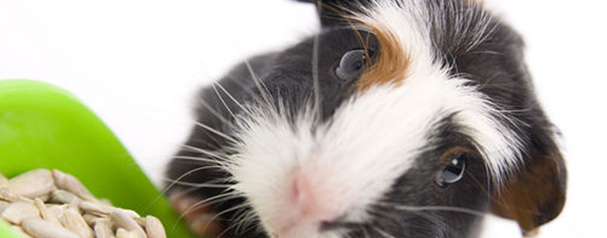 Black-white and brown furred pet guinea pig, eating a supply of seeds
