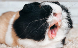 Yawning loudly, a pet guinea pig shows off their pair of white pincers