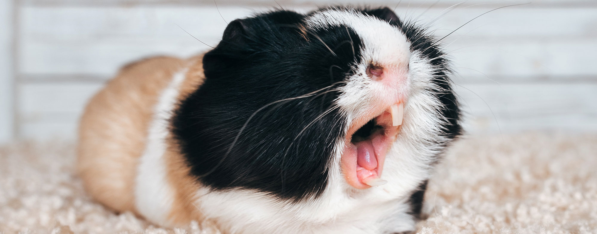 Yawning loudly, a pet guinea pig shows off their pair of white pincers