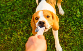 Playing a game of tug of war with your dog, outside on the grass