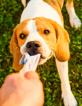 Small dog tugging on a sock, playing with owner outside their home