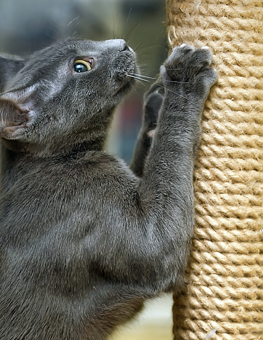 A gray furred cat stretching her limbs against a scratching post