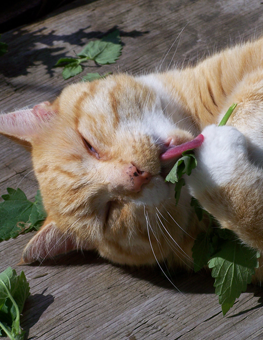 Ravenously licking up a catnip plant by the stem, ginger cat lays on floor