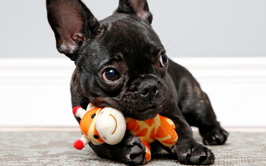 Small dog having dog fun with Hartz Jungle Plush giraffe dog toy.